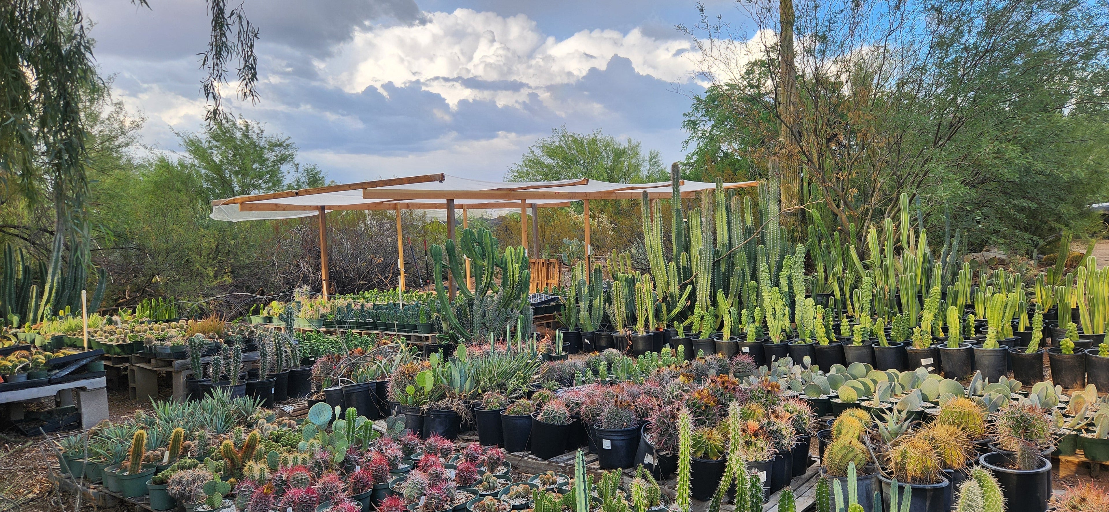 All Plants