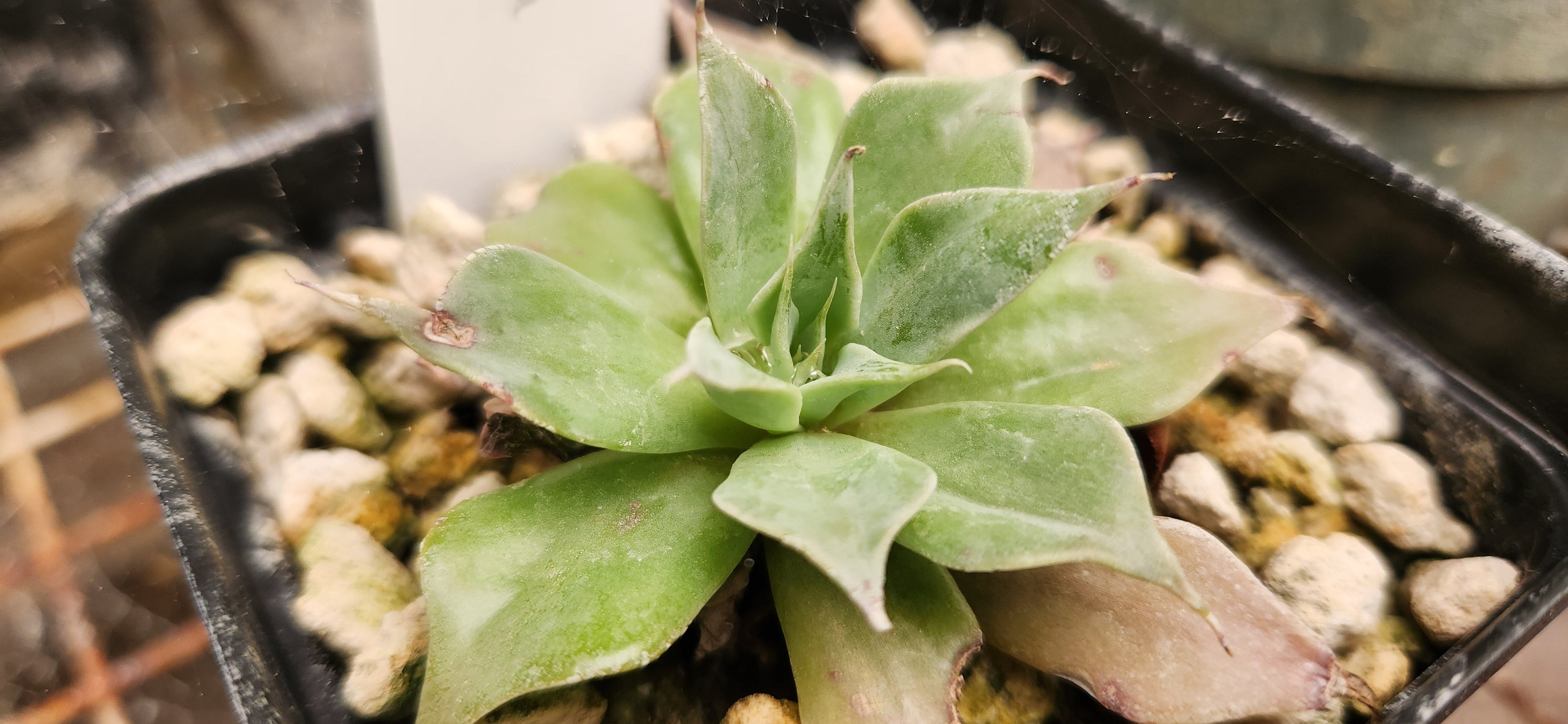 Succulents