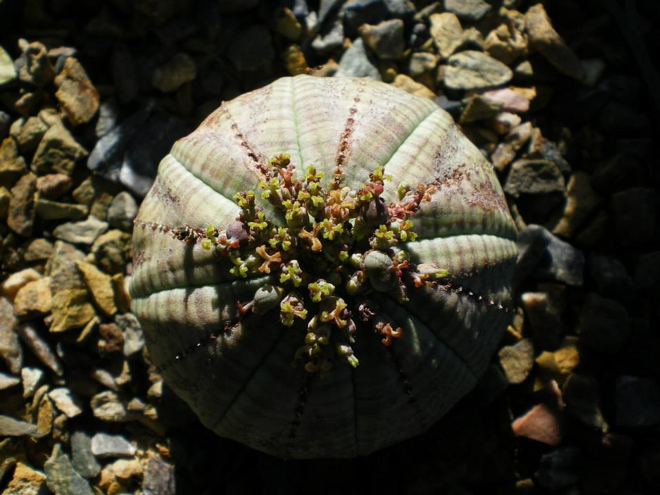 Euphorbia