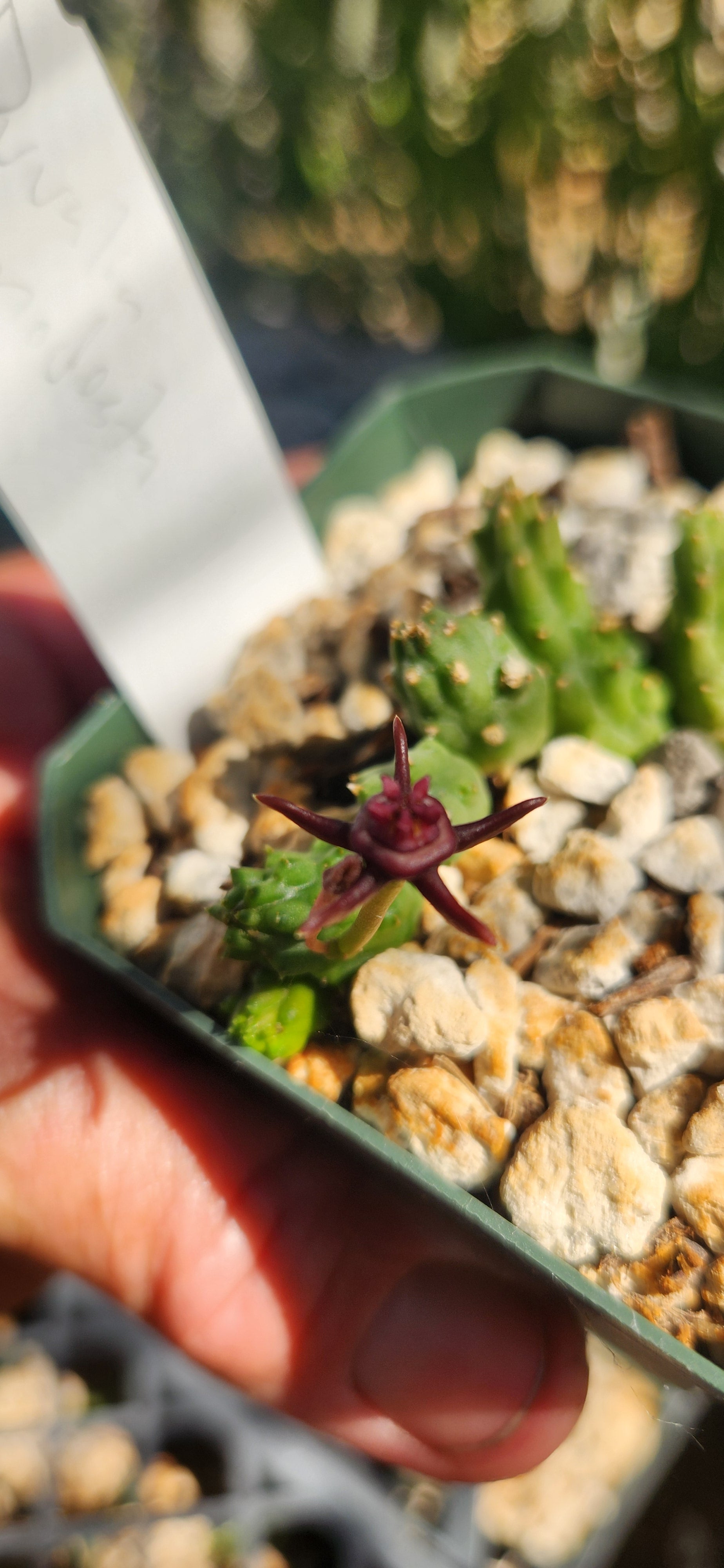 Stapeliad