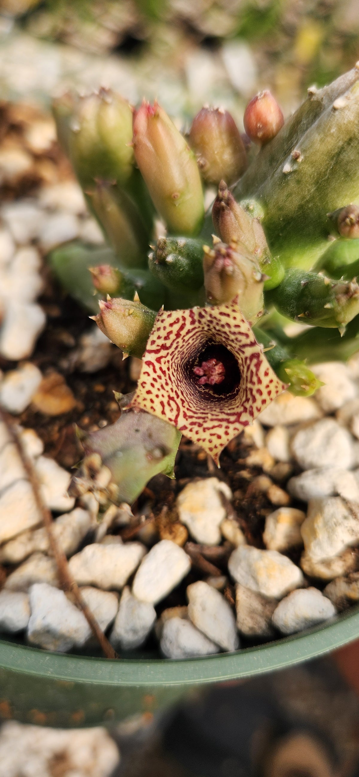 Huernia hystrix parvula
