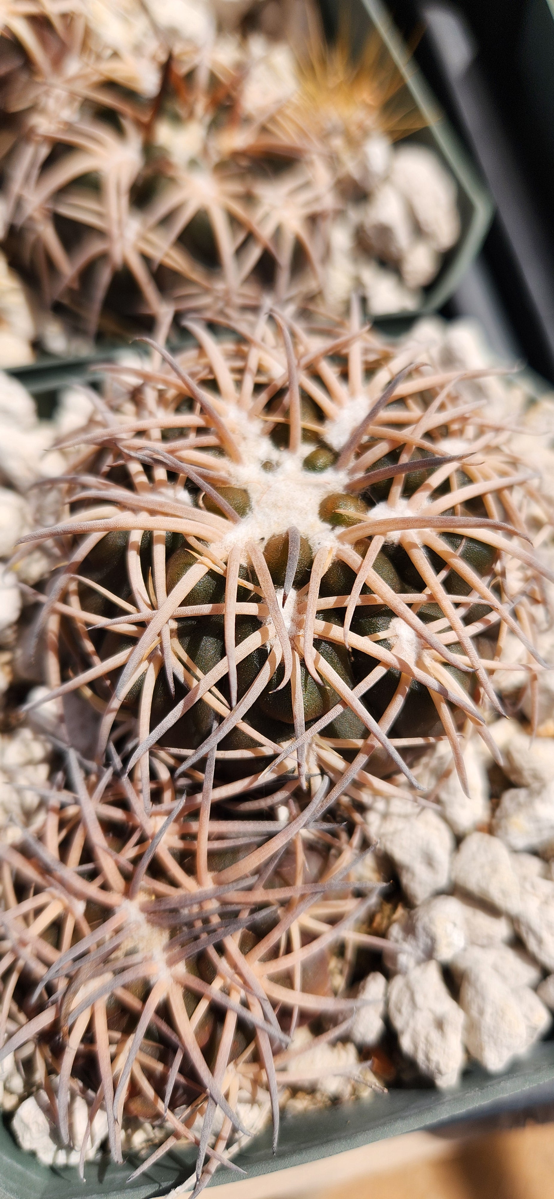 Gymnocalycium spegazinii punillense