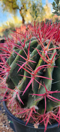 Ferocactus pilosus