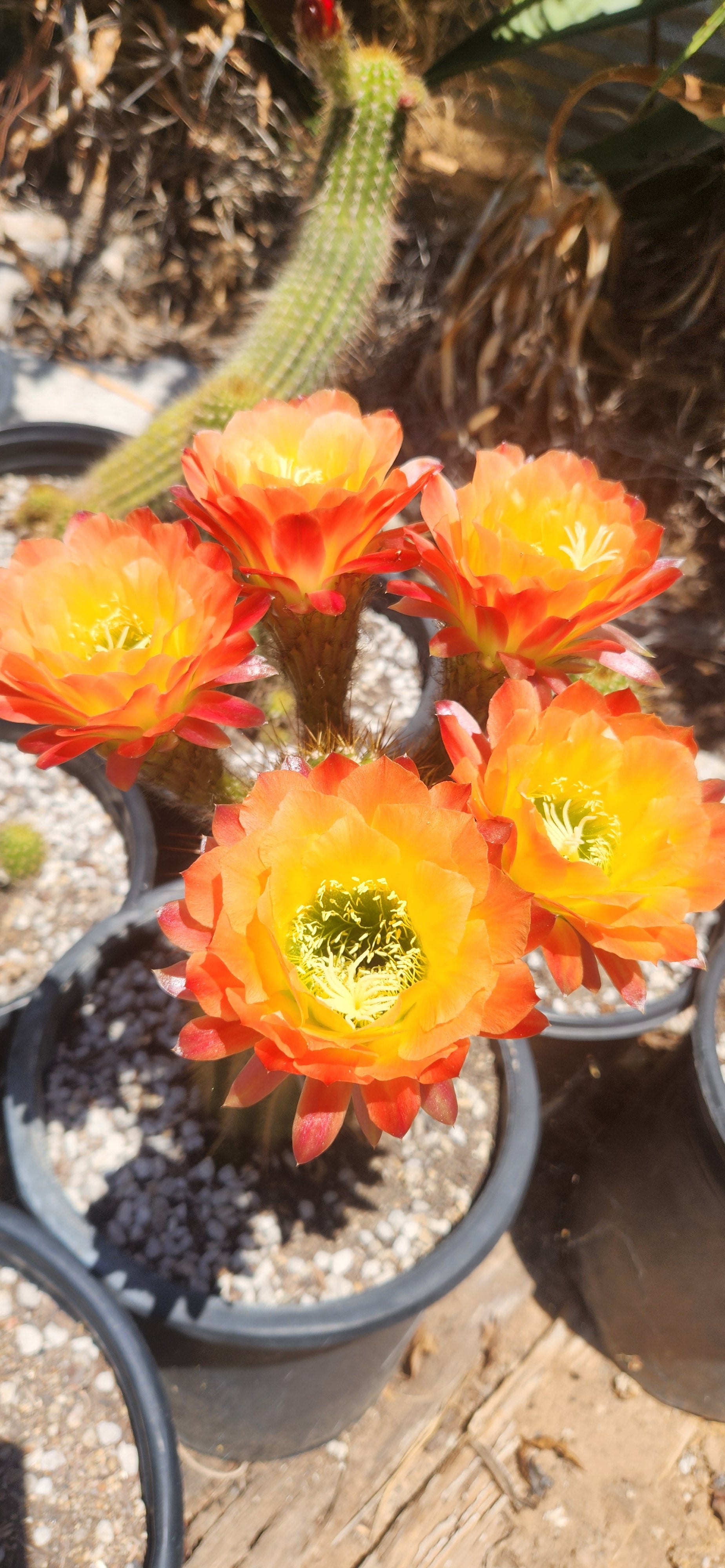 Apricot Glow Trichocereus