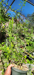Fouquieria fasciculata
