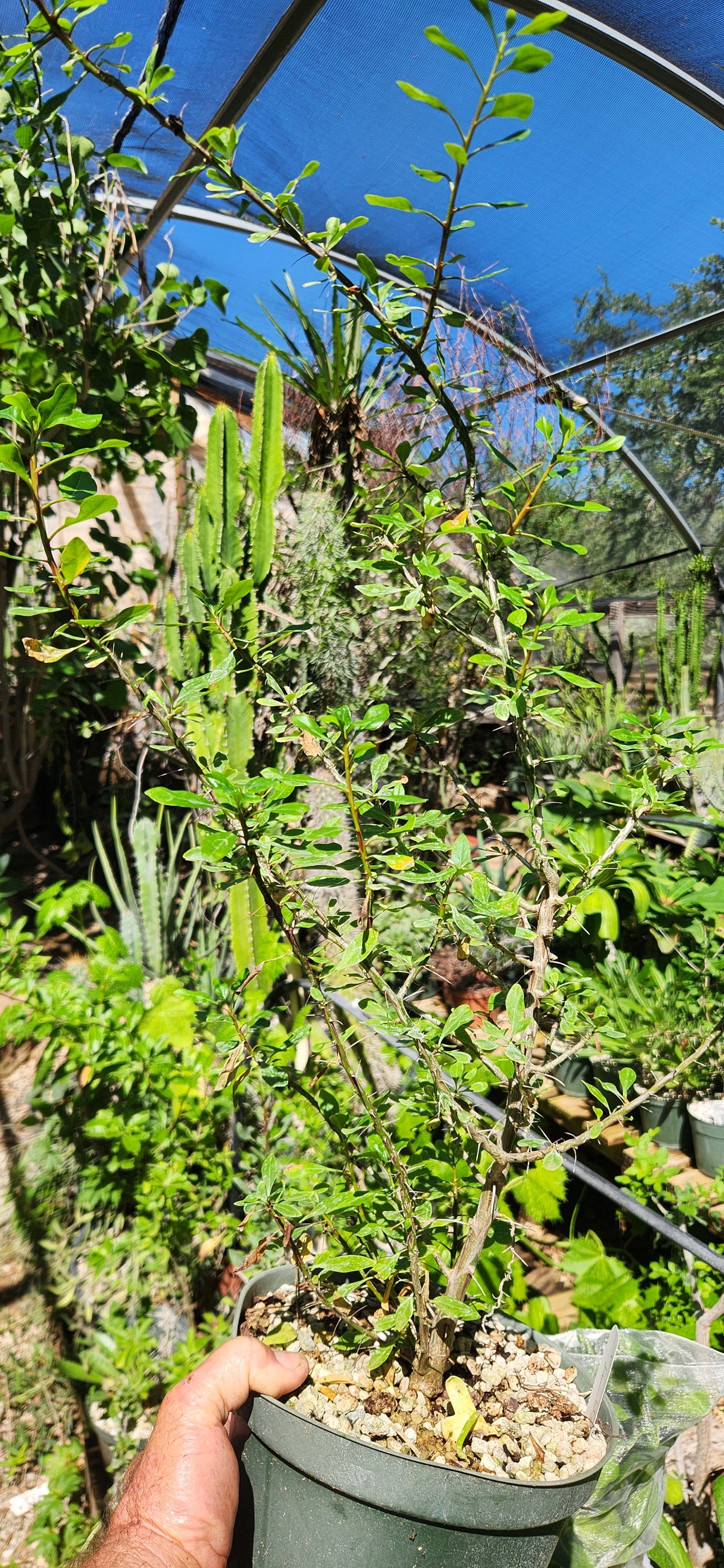Fouquieria fasciculata