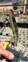 Peniocereus maculatus