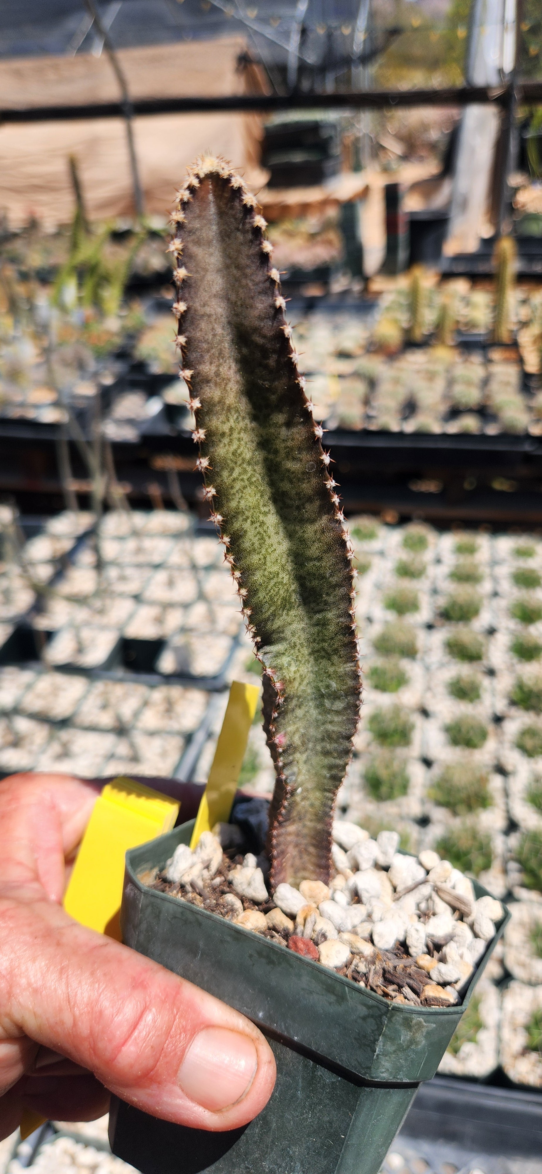 Peniocereus maculatus