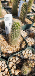 Mila caespitosa