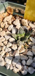 Ariocarpus hintonii