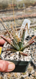 Leuchtenbergia principis