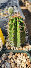 Stenocereus montanus
