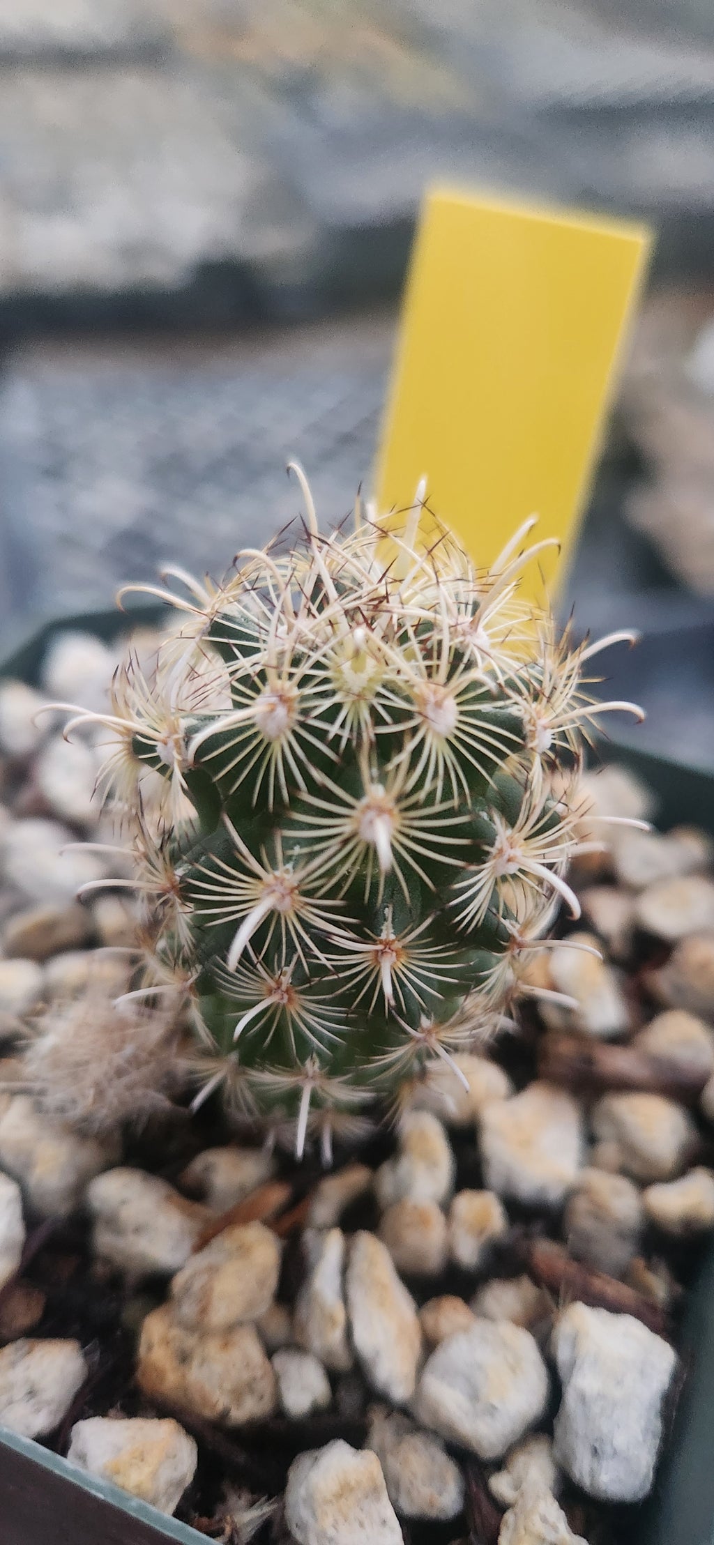 Sclerocactus megarhizus