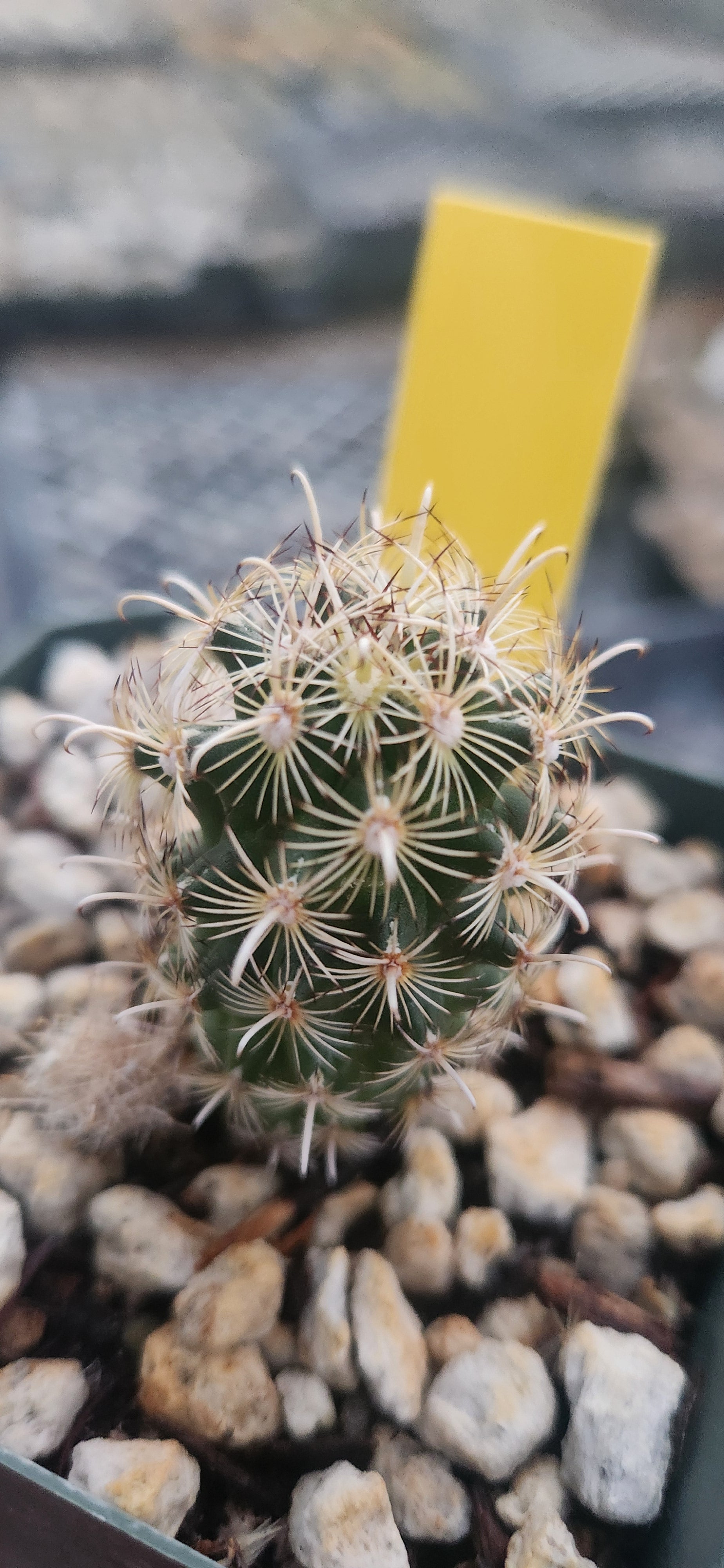 Sclerocactus megarhizus
