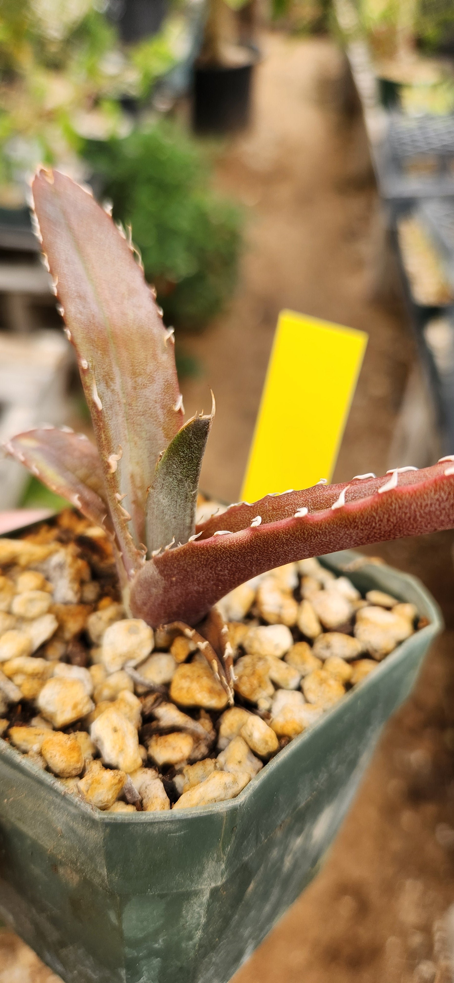 Agave oteroi