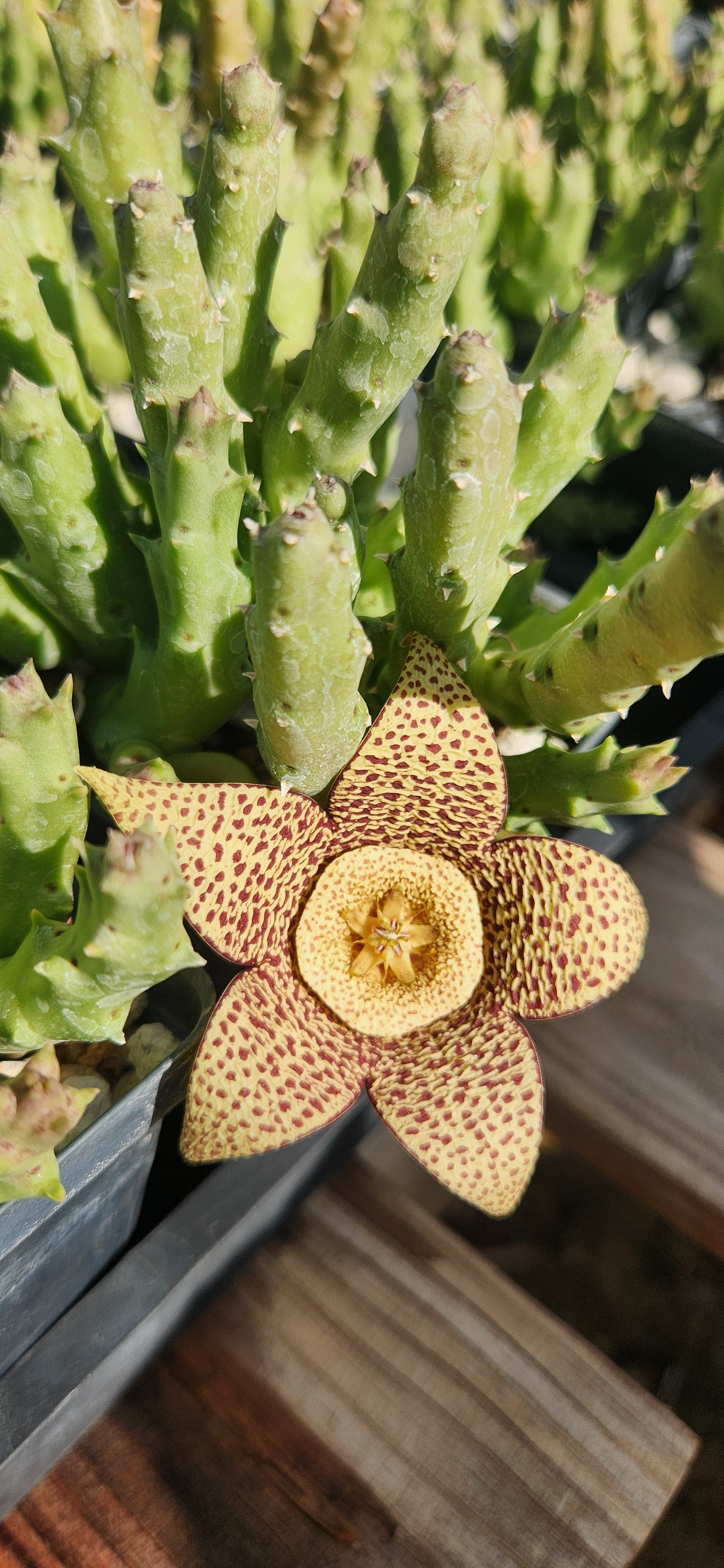 Orbea variegata