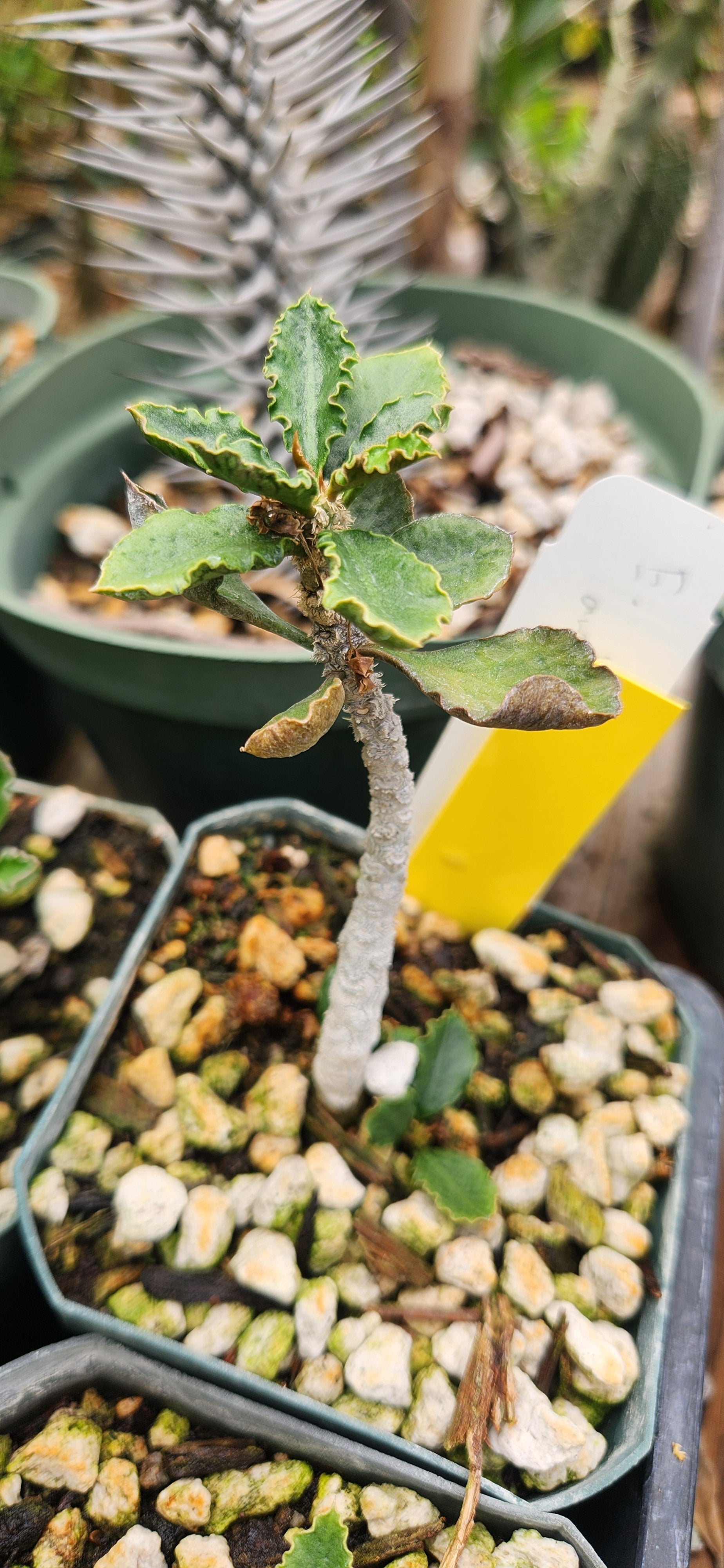 Euphorbia ambovombensis