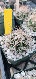 Ferocactus fordii borealis