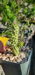 Hoodia gordoni