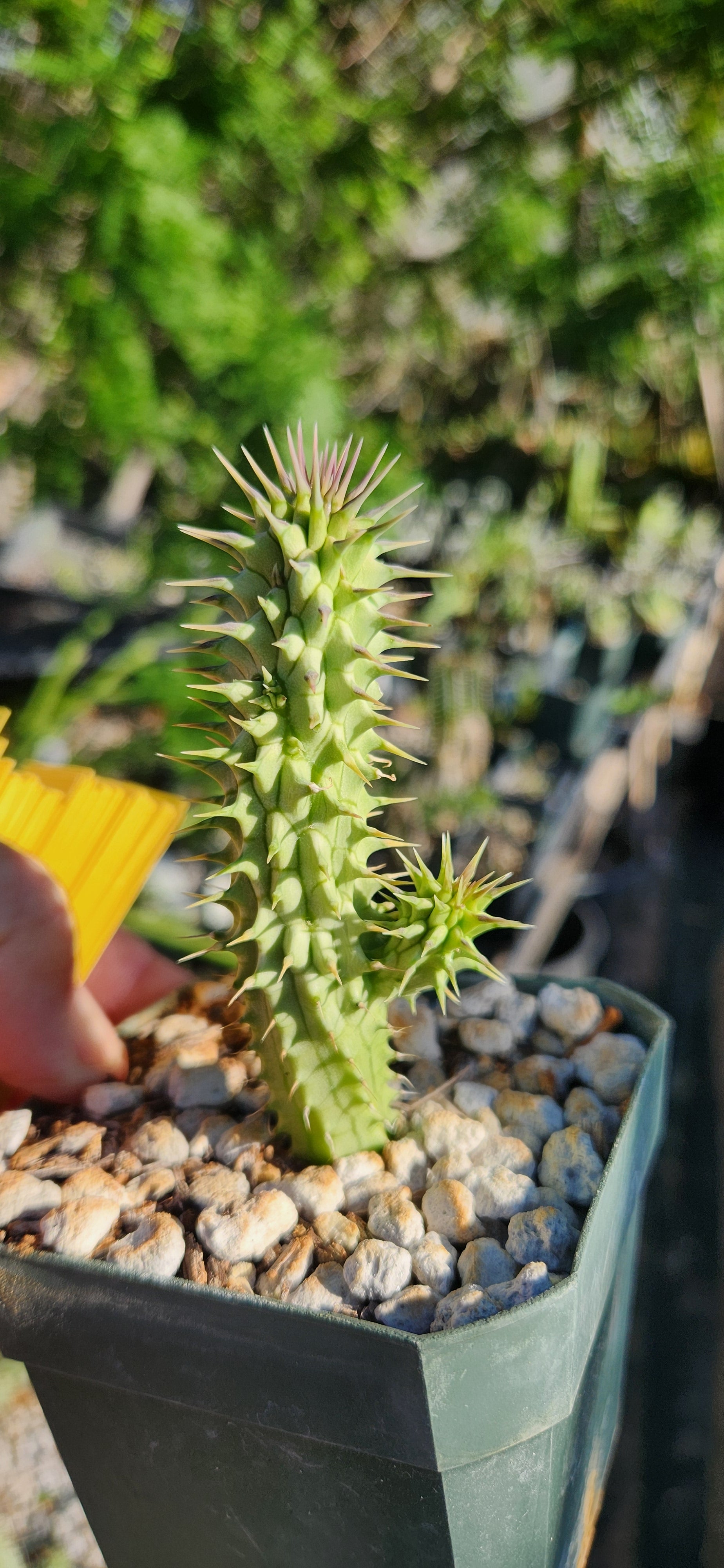 Hoodia gordoni