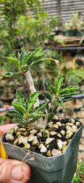 Euphorbia capsantemariensis