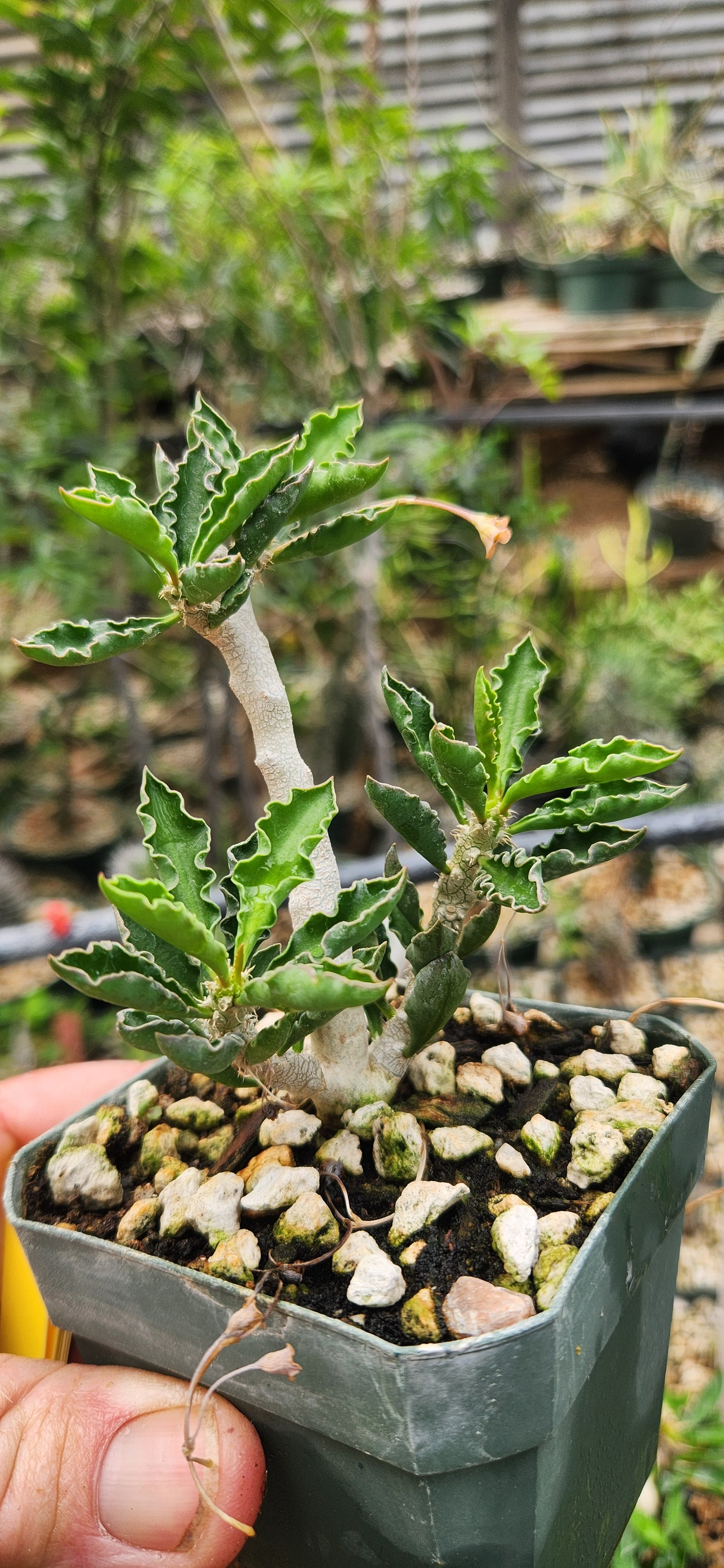 Euphorbia capsantemariensis