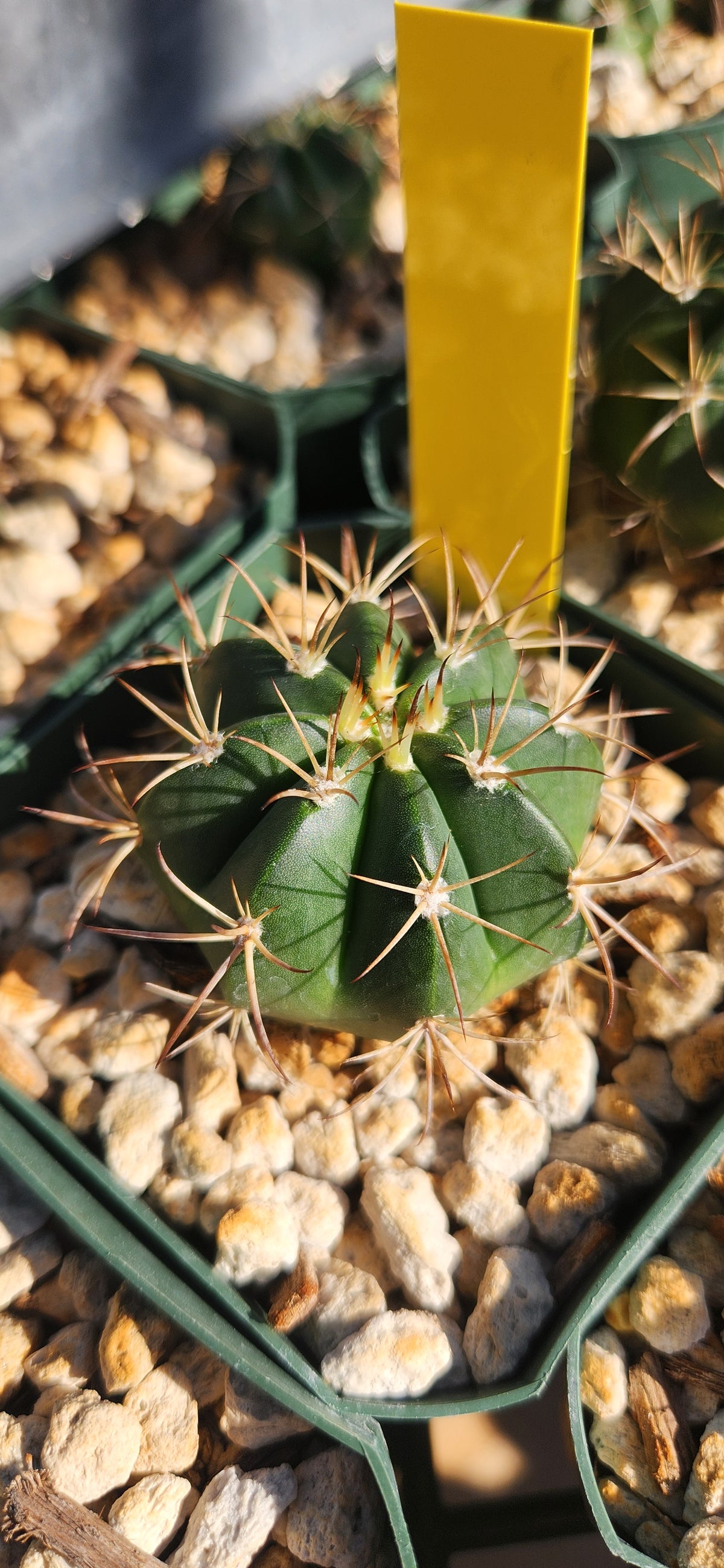 Melocactus neryi