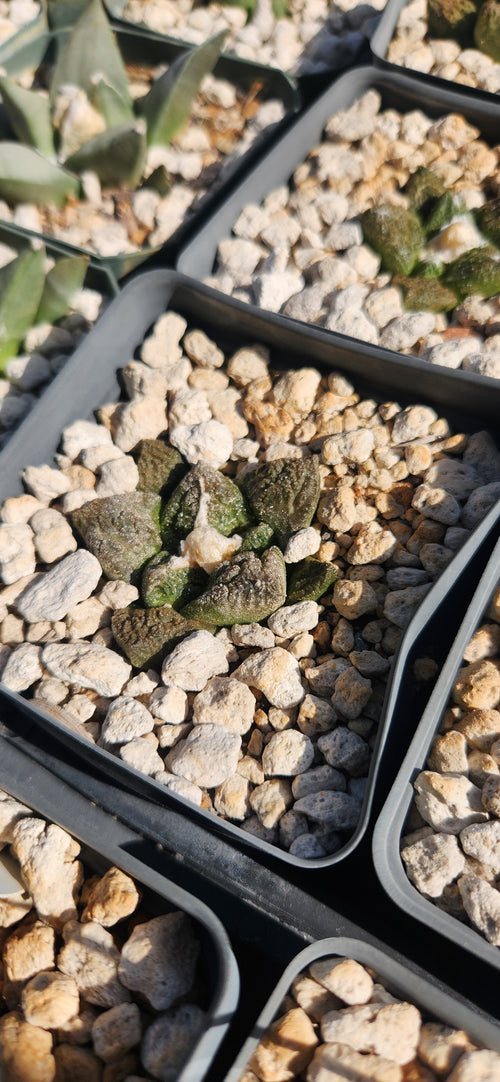 Ariocarpus fissuratus