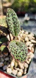 Drimiopsis burkei