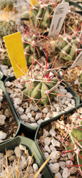 Ferocactus rectispinus