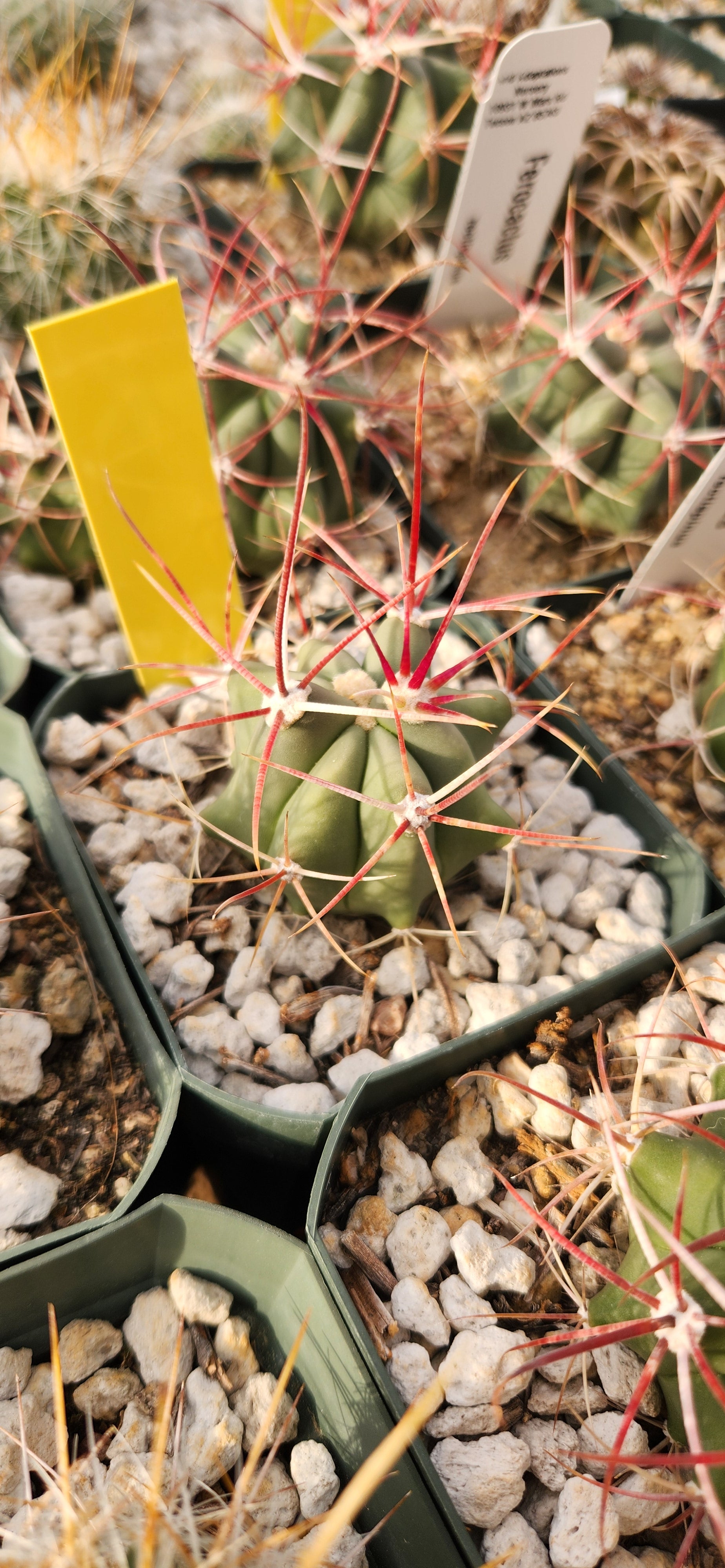 Ferocactus rectispinus