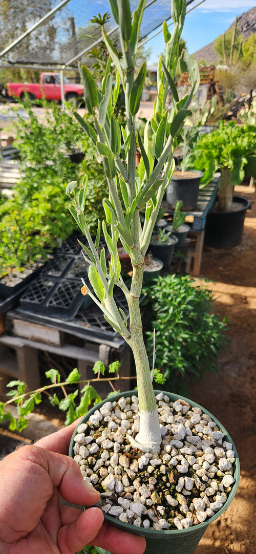 Adenia pechuelii