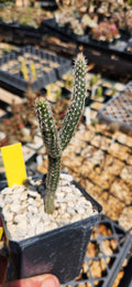 Echinocereus poselgeri kroenleinii