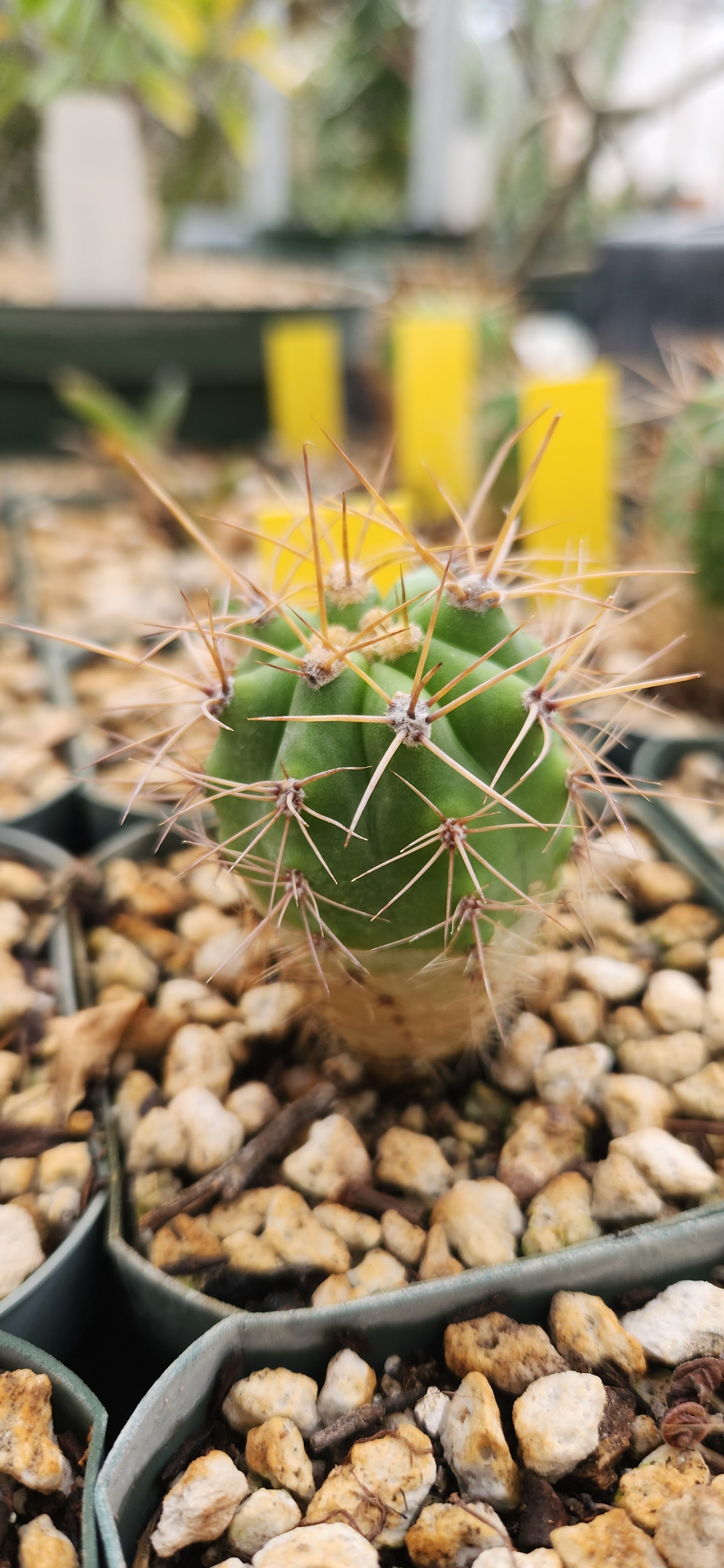 Trichocereus terscheckii