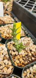 Orbea rhodesiana