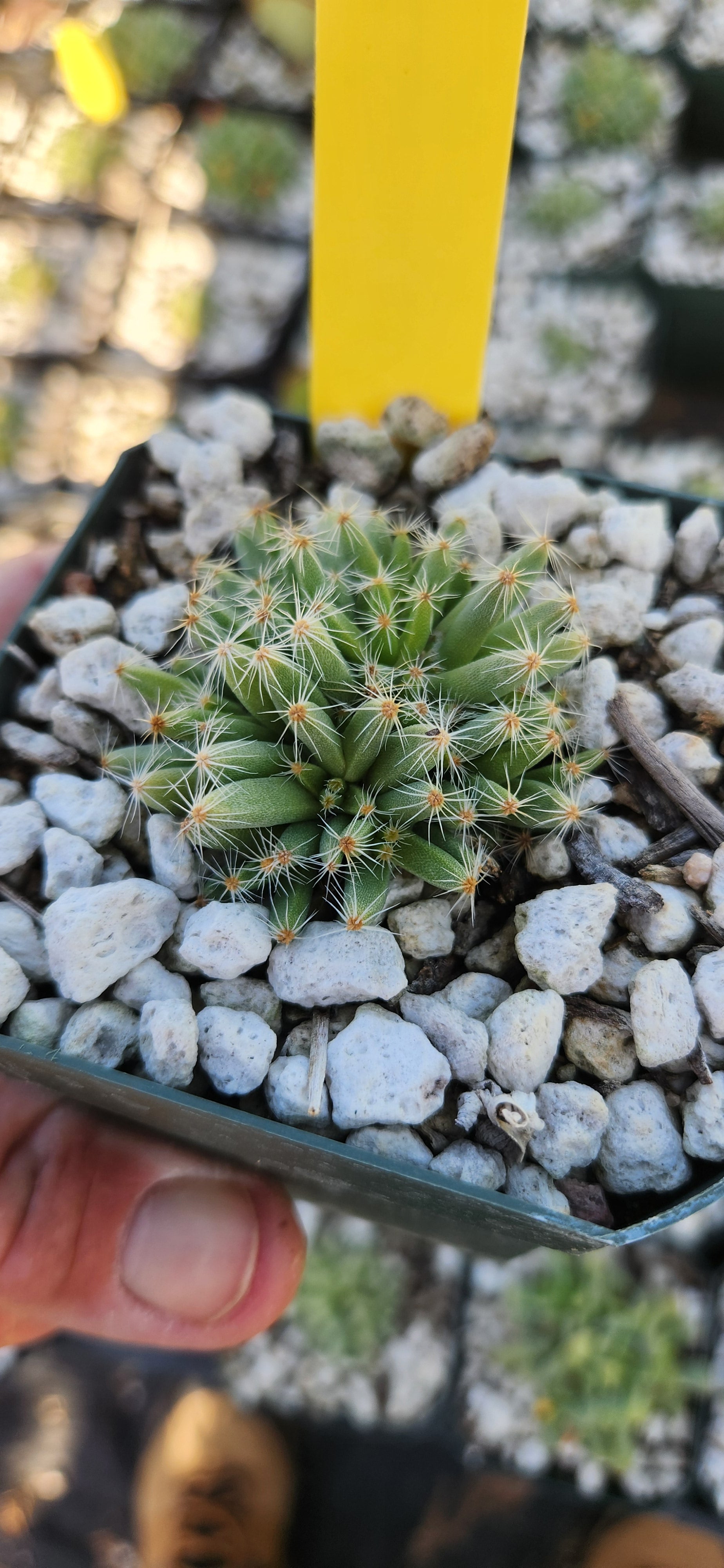 Trichodiadema densum