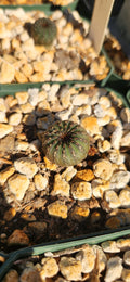 Frailea castanea