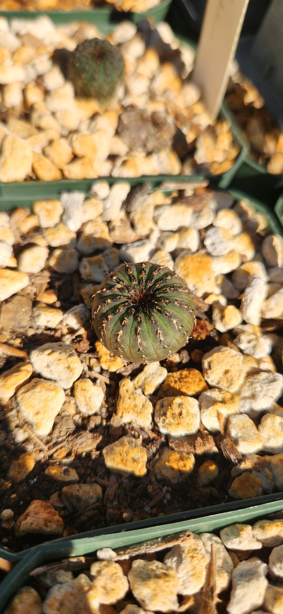 Frailea castanea