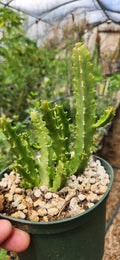 Caralluma umbellata