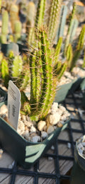 Leptocereus scopulipholus
