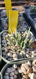 Marlothistella uniondalensis