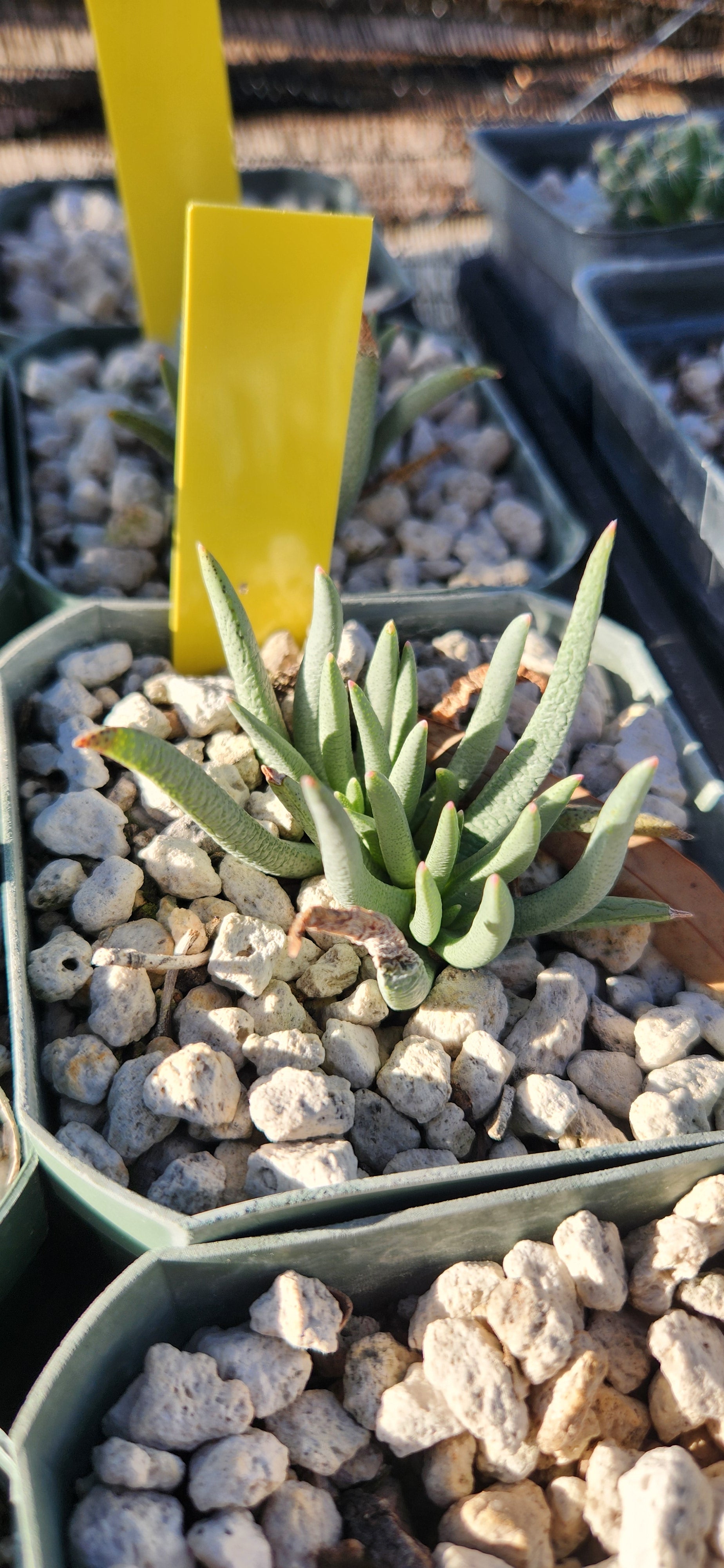 Marlothistella uniondalensis