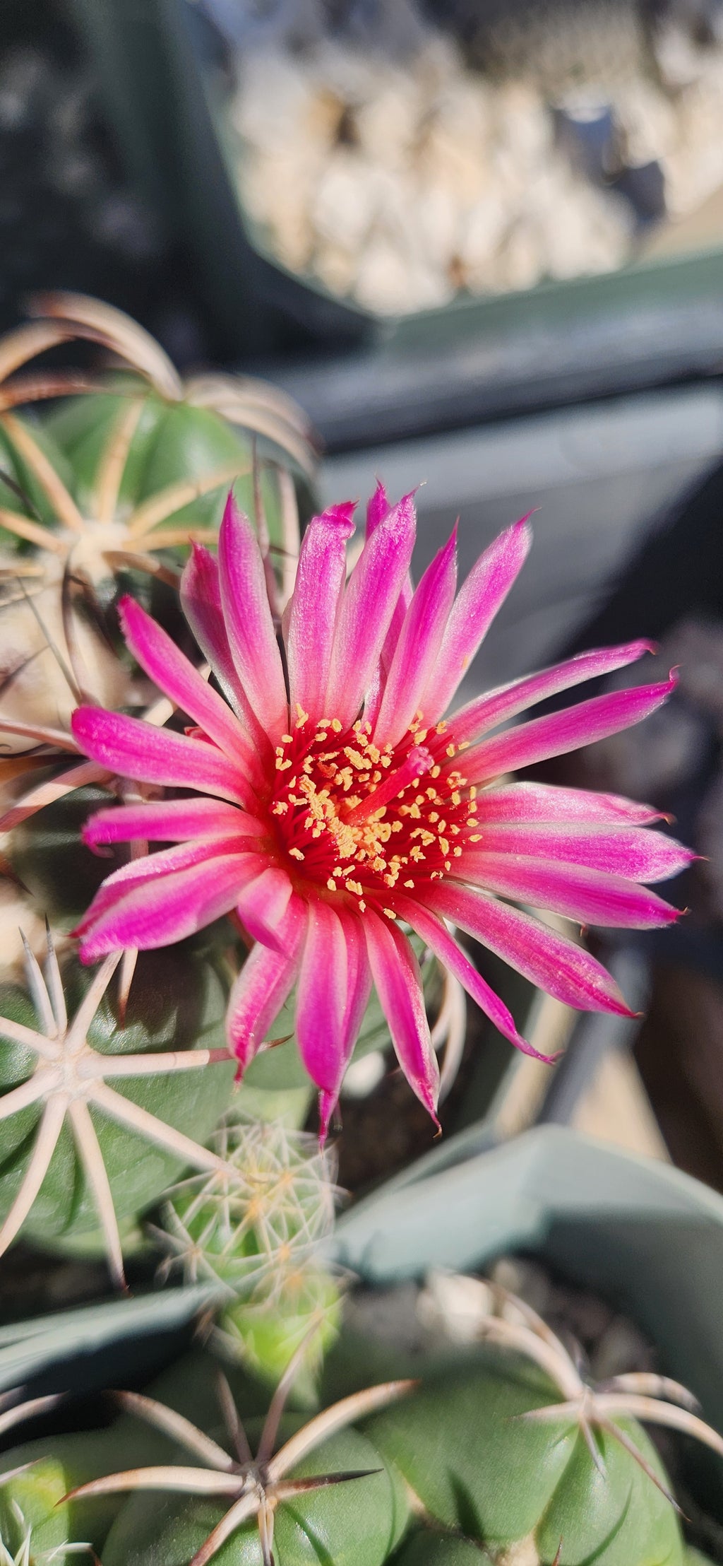 Coryphantha elephantidens