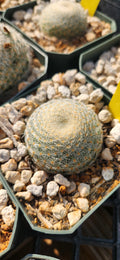 Mammillaria lenta