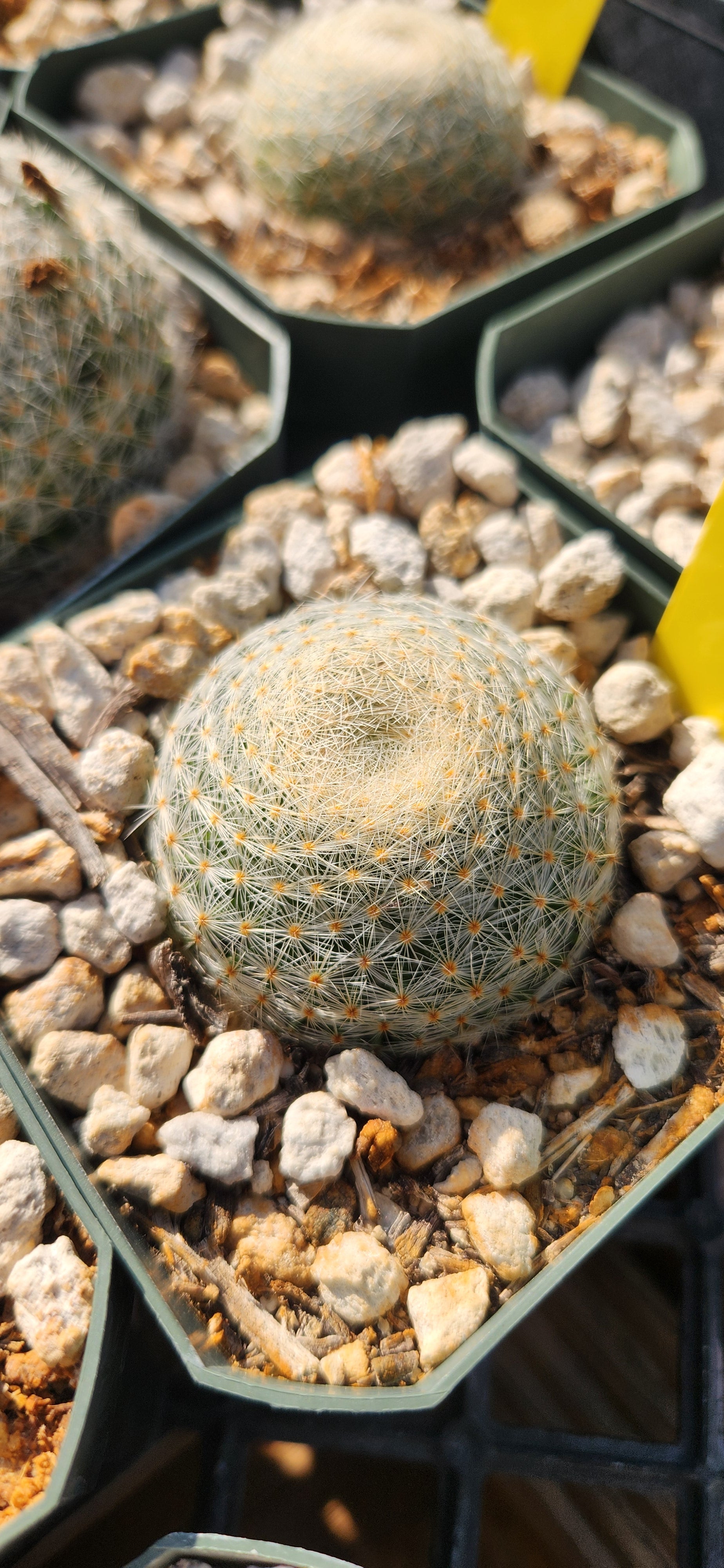 Mammillaria lenta