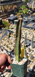 Peniocereus fosterianus