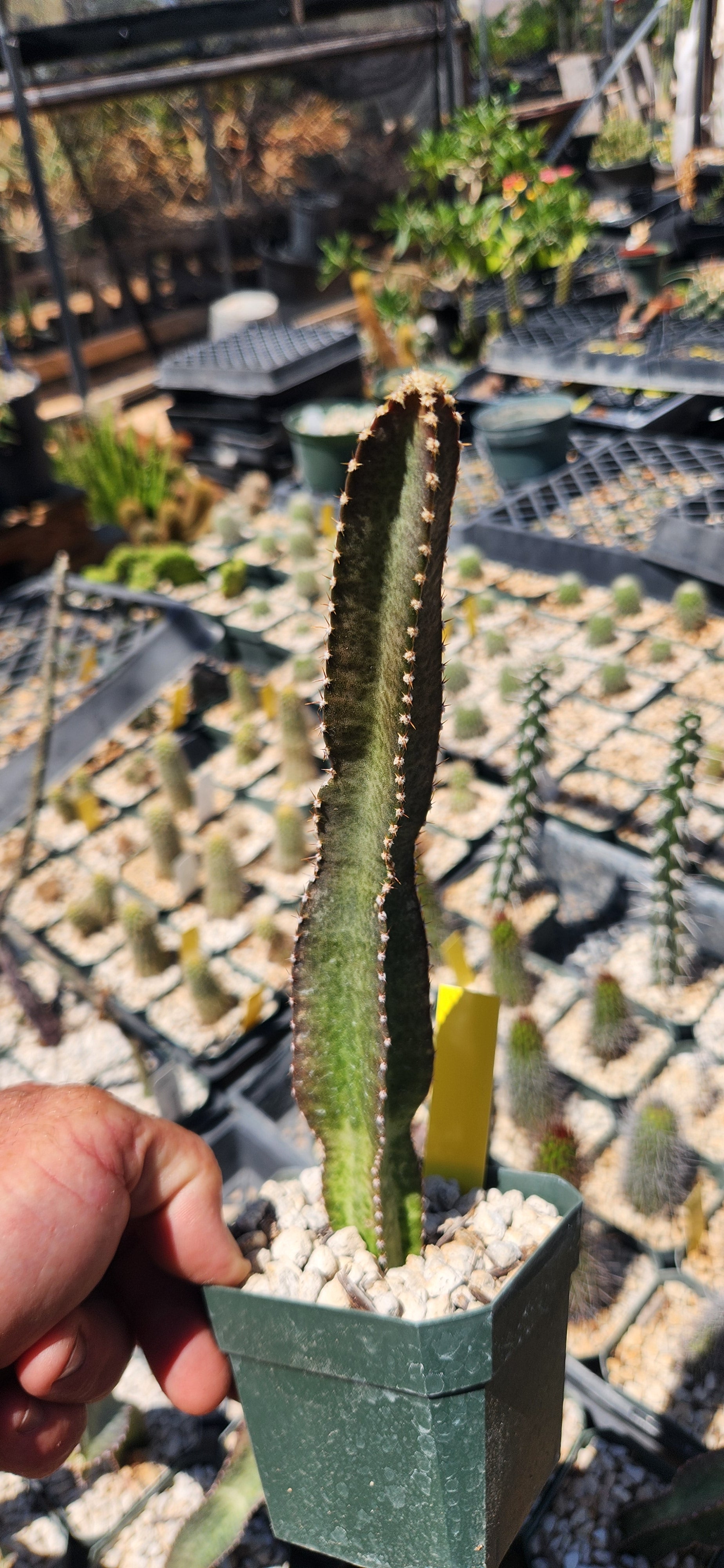 Peniocereus fosterianus
