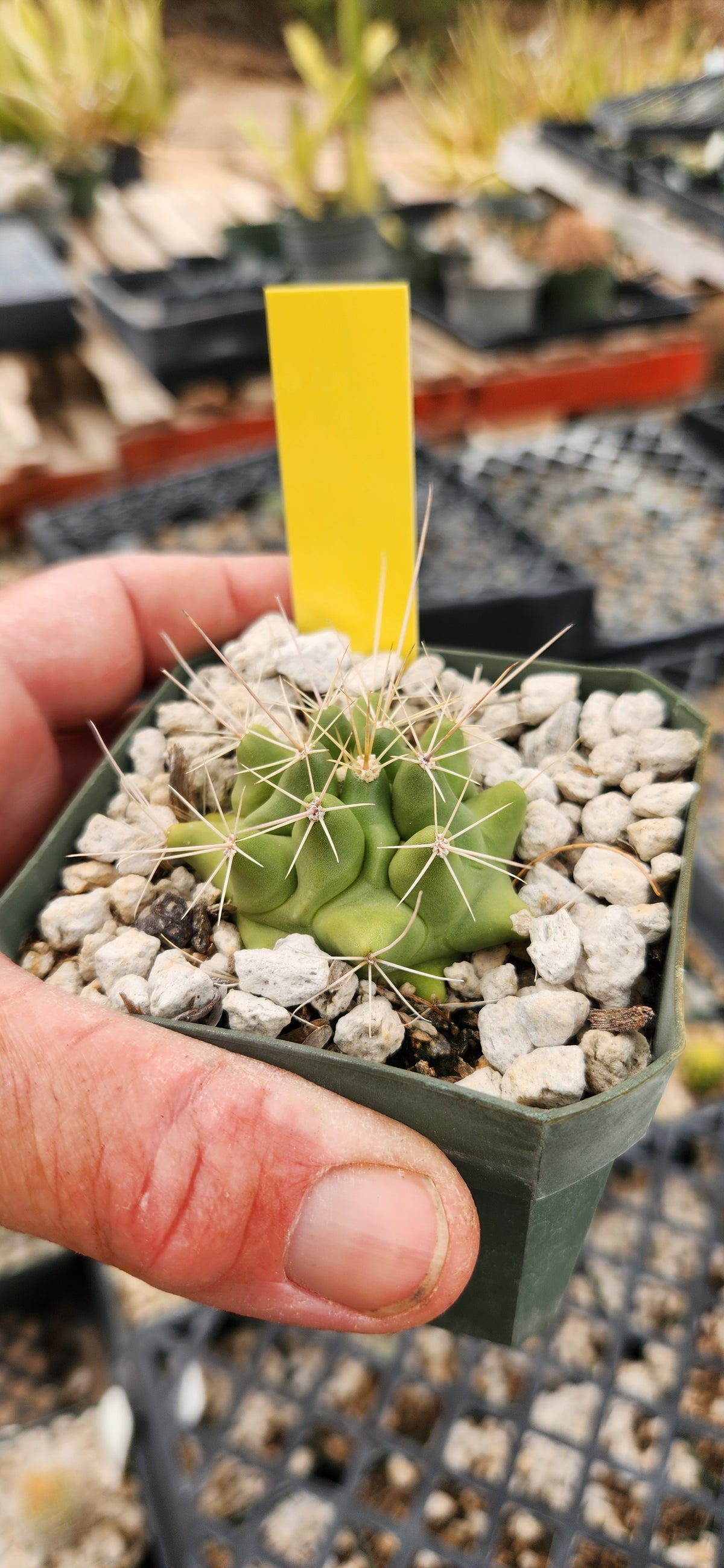 Thelocactus matudae