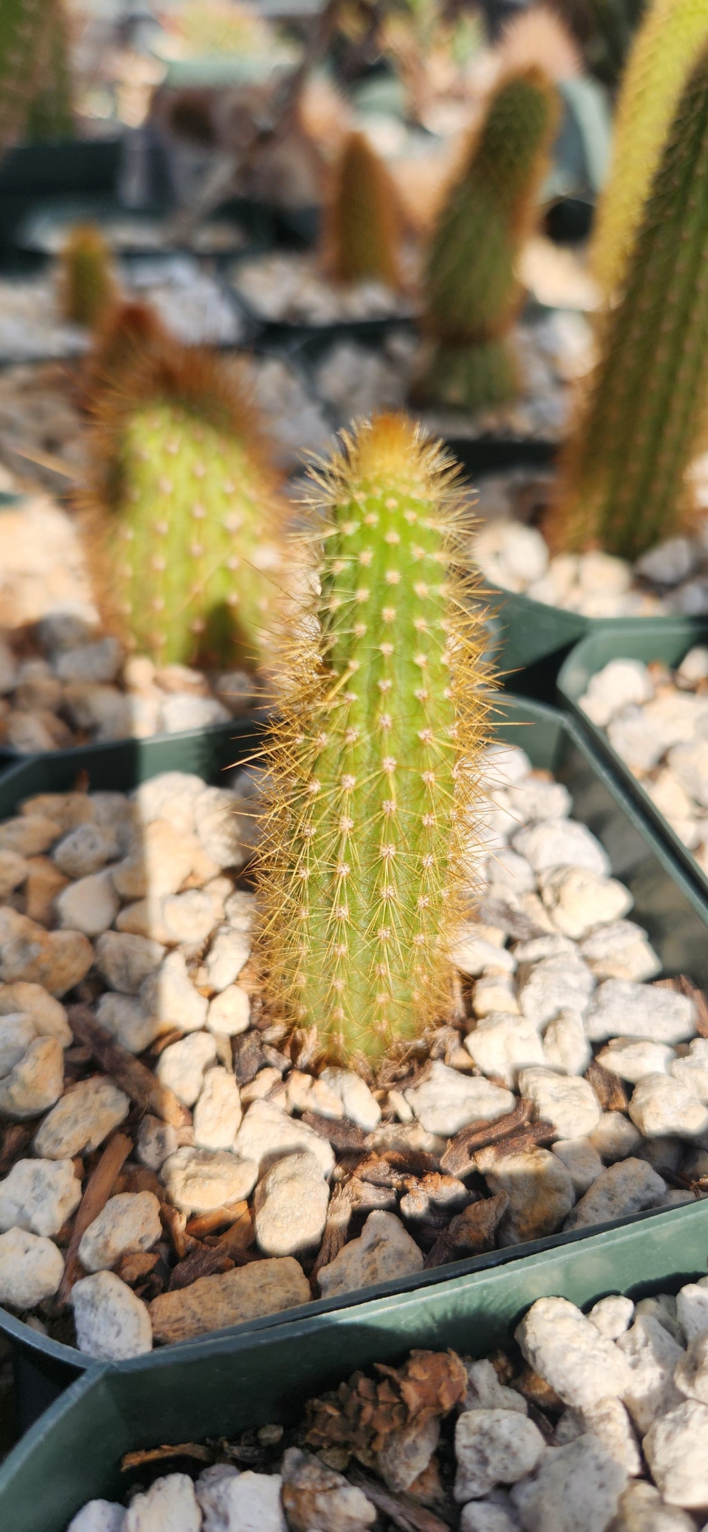 Arthrocereus rondonianus