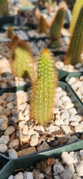 Arthrocereus rondonianus